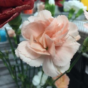 Meet your Posher, Tanyapat